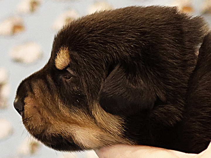 chinook puppy